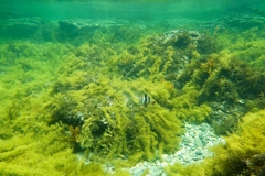 Pseudogoniistius nigripes