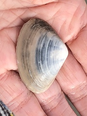 Simomactra planulata