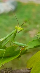 Stagmatoptera hyaloptera