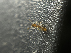 Temnothorax schaumii