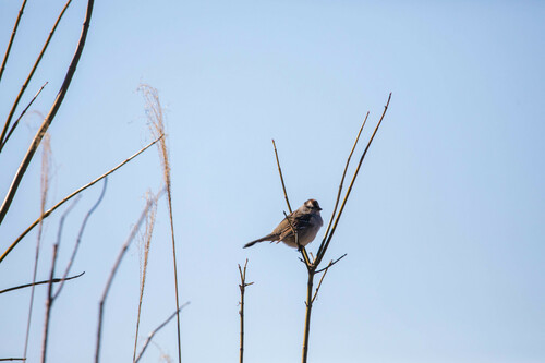 White-crowned Sparrow photographed in Tennessee
