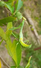 Stagmatoptera hyaloptera