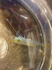 Palaemon macrodactylus