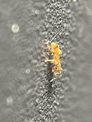 Temnothorax schaumii