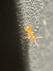 Temnothorax schaumii