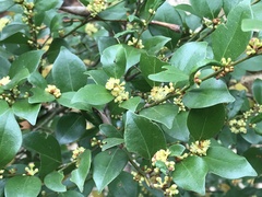 Lindera akoensis