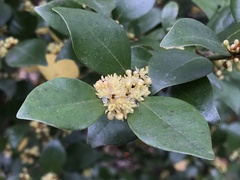 Lindera akoensis