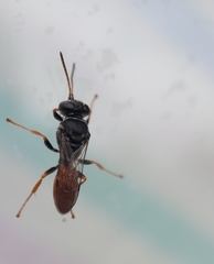 Apoidea
