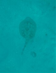 Urobatis jamaicensis