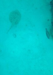 Urobatis jamaicensis