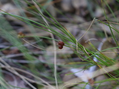 Carex trichodes