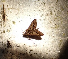 Diasemia grammalis