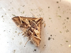 Diasemia grammalis