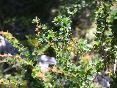 Berberis microphylla