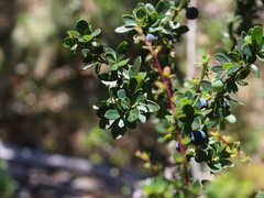 Berberis microphylla