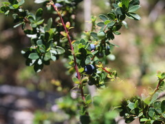 Berberis microphylla