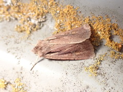 Ichneutica atristriga