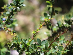 Berberis microphylla