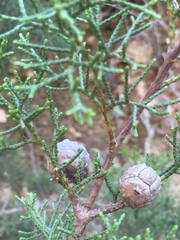 Cupressus forbesii