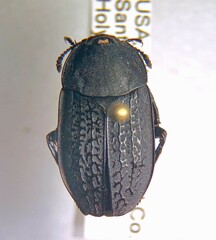 Heterosilpha ramosa