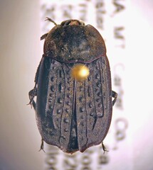 Thanatophilus lapponicus