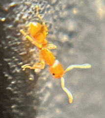 Temnothorax schaumii