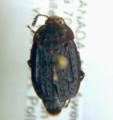 Thanatophilus lapponicus
