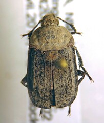 Thanatophilus lapponicus
