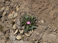 Calandrinia colchaguensis