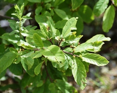 Frangula betulifolia