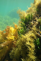 Caulerpa brownii