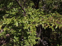 Nothofagus pumilio