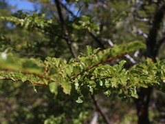 Nothofagus pumilio