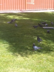 Columba livia domestica