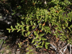 Nothofagus pumilio