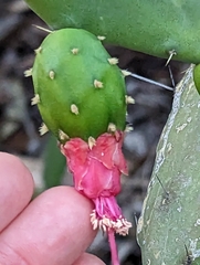 Opuntia karwinskiana