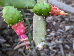 Opuntia karwinskiana