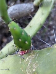 Opuntia karwinskiana