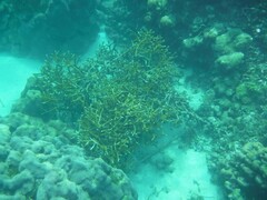 Acropora cervicornis