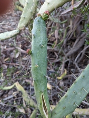 Opuntia karwinskiana
