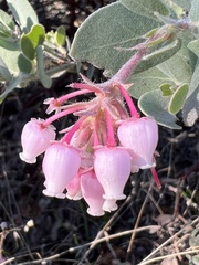 Arctostaphylos auriculata