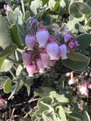 Arctostaphylos auriculata