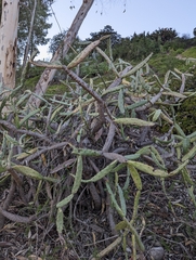 Opuntia karwinskiana