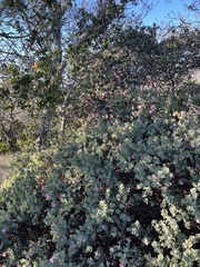 Arctostaphylos auriculata