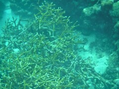 Acropora cervicornis