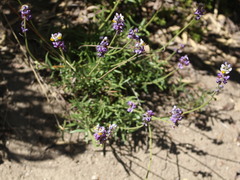 Monnina linearifolia