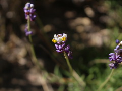 Monnina linearifolia
