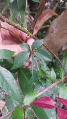 Causonis corniculata