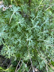 Eriophyllum confertiflorum