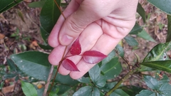 Causonis corniculata